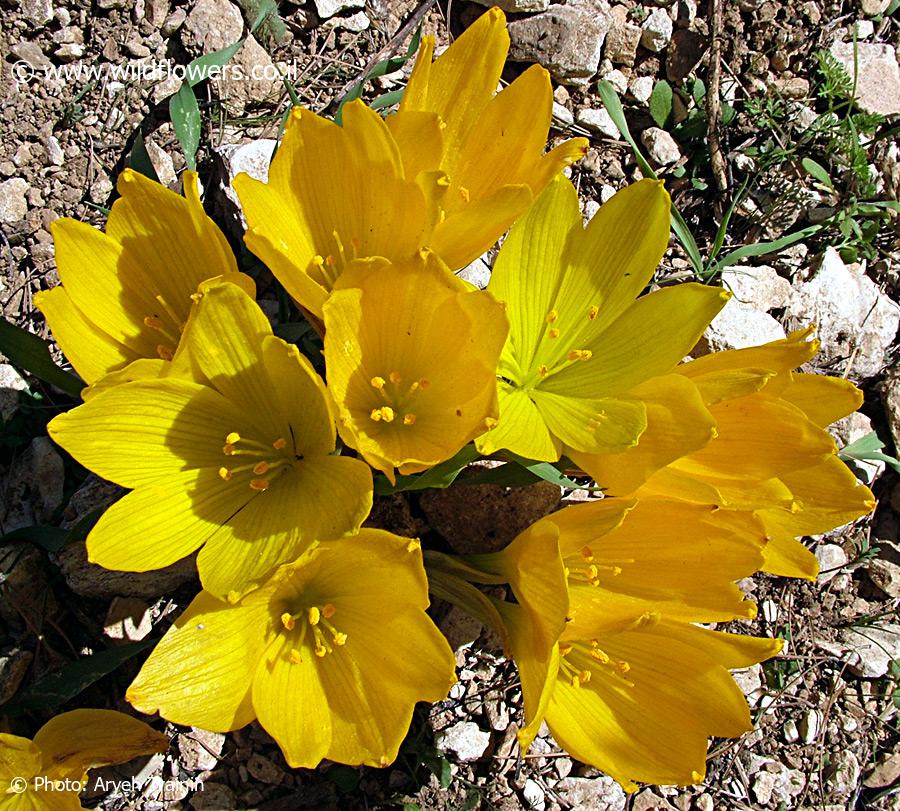 Sternbergia clusiana